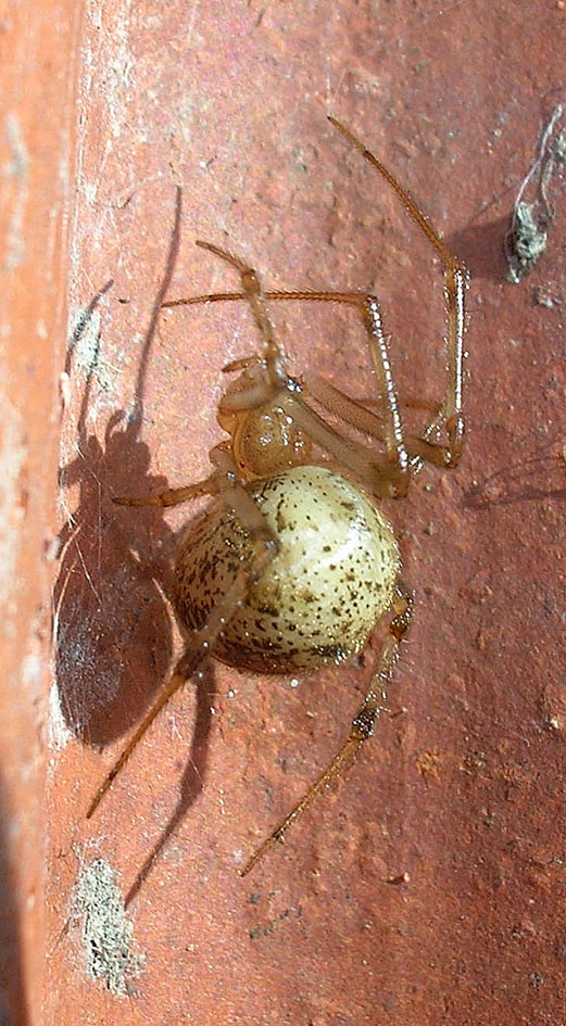 Achaearanea tepidariorum e ?
